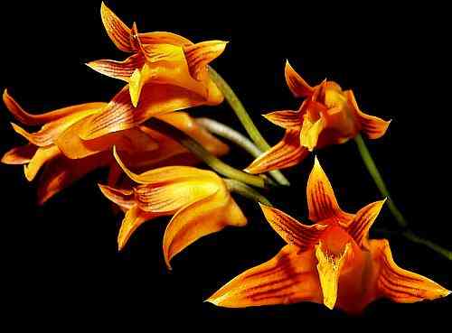 Bifrenaria aureofulva